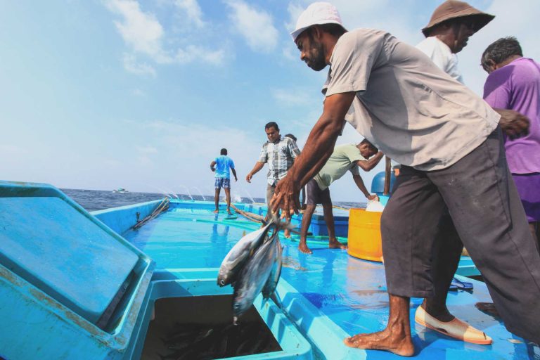 Nachhaltiger Fischfang des WWF