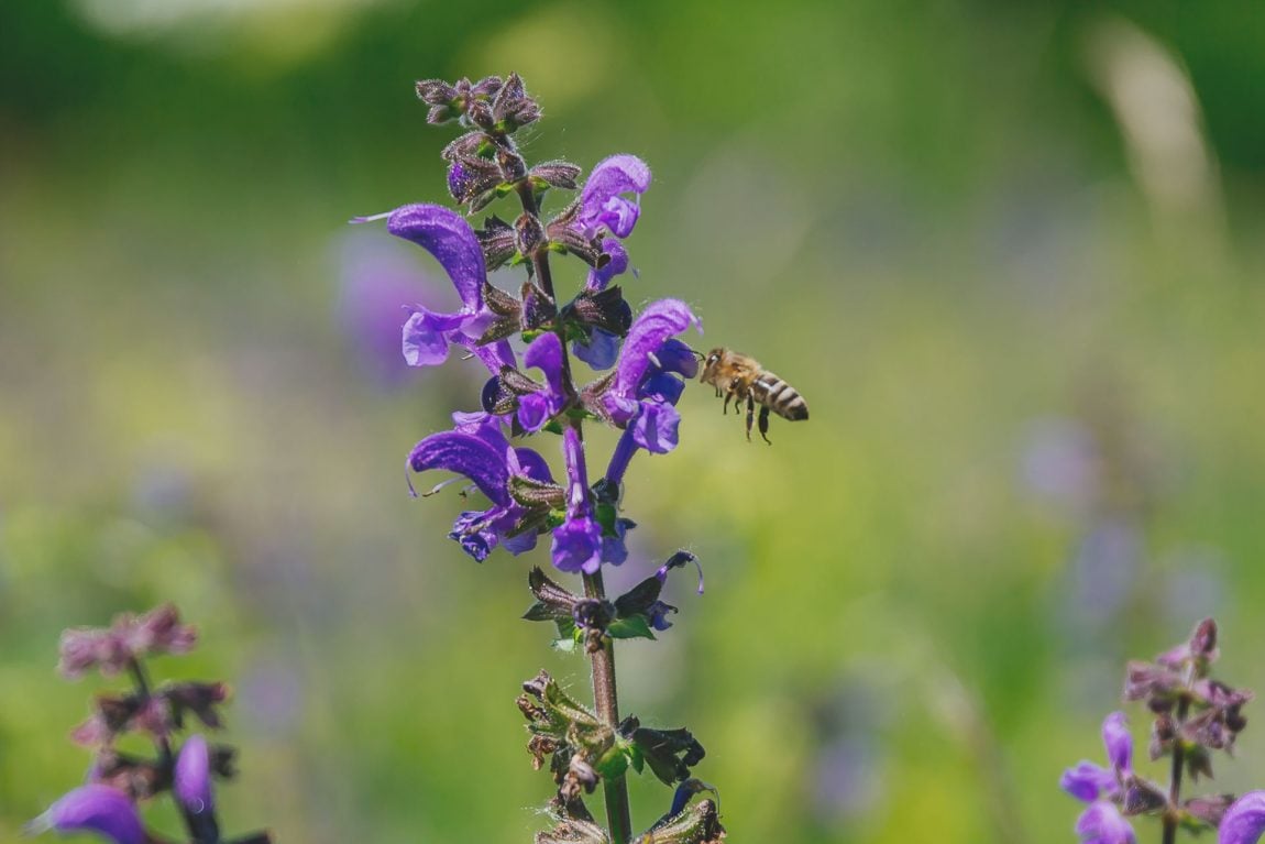 Biene fliegt Blüte an