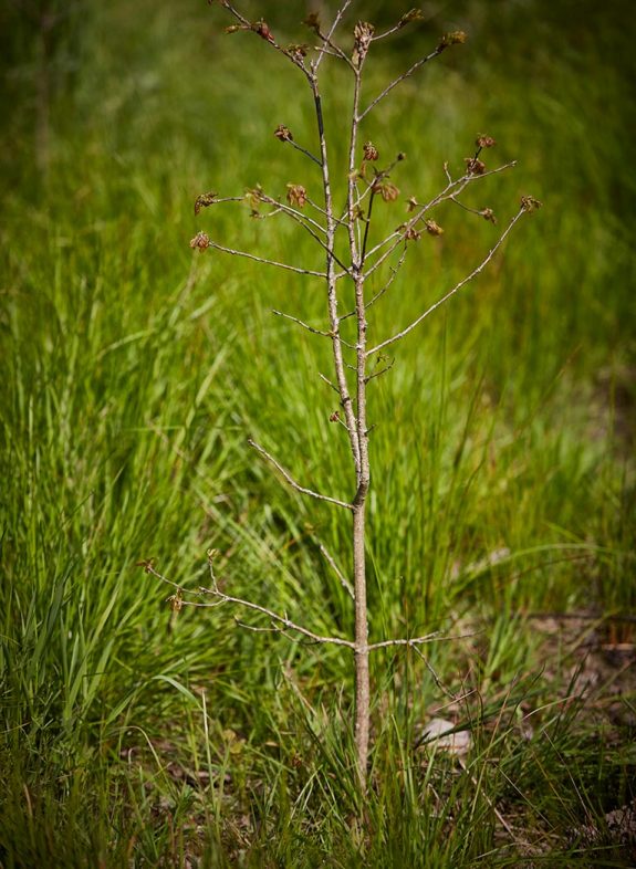 Bäume des Waldes