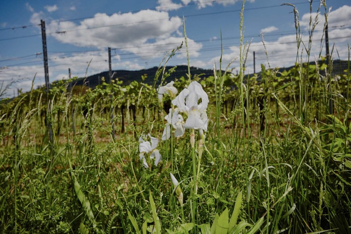 Lebendiger Weinberg Friesenheim