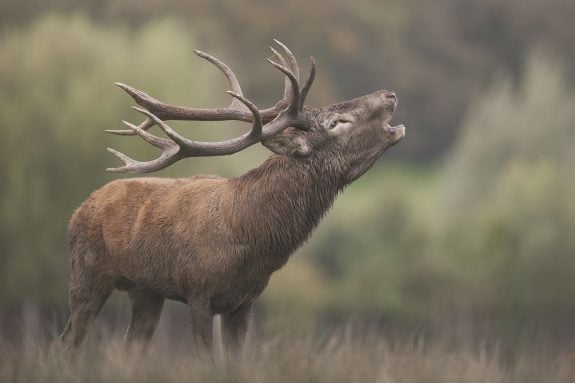 Platzhirsch stößt Brunftrufe aus