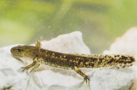 Feuersalamander Larve