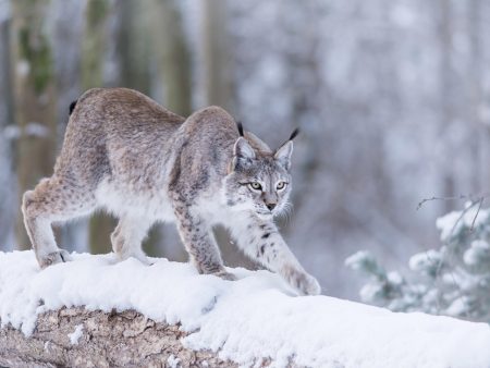 Luchs im Winter