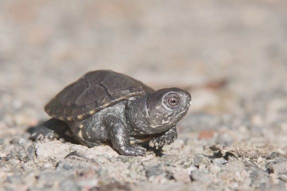 Frisch geschlüpfte Sumpfschildkröte