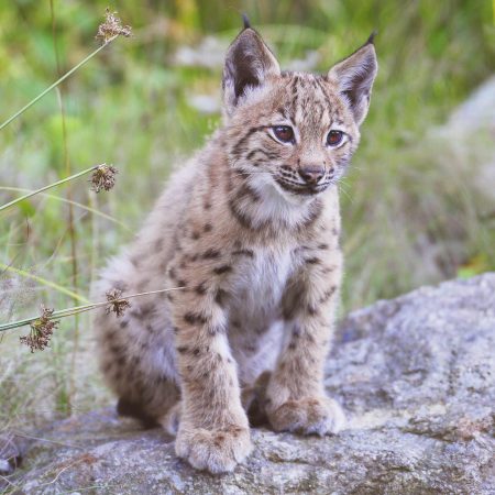 Babyluchs auf einem Felsen