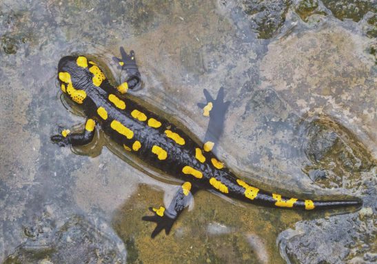 Feuersalamander in seinem Lebensraum