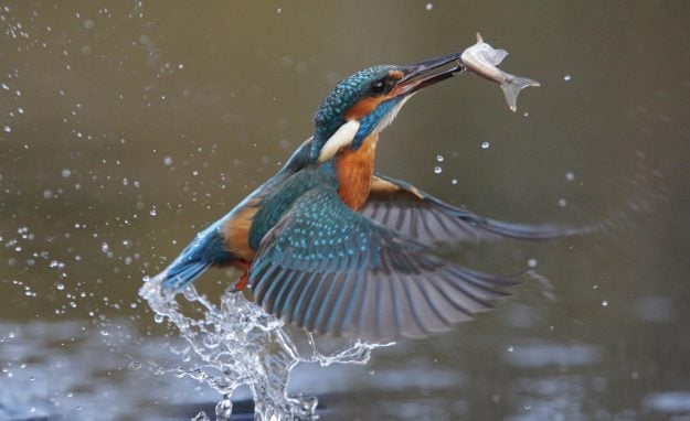 Eisvogel mit Fisch