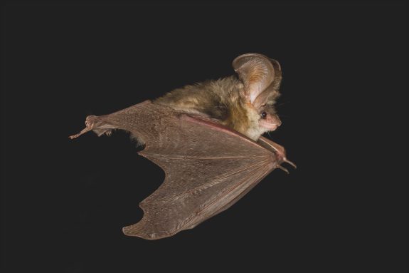 Fledermaus fliegt bei Nacht