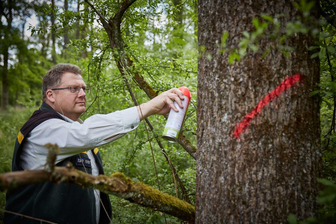 Waldwirtschaft: Förster Andreas Bross markiert einen Baum.