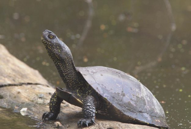 Die Sumpfschildkröte