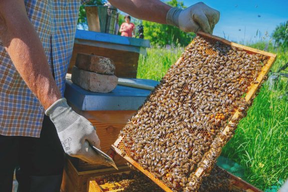 Handy spenden und Bienen retten!