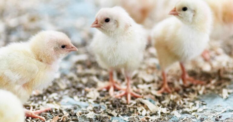 Küken aus der Huhn & Hahn Initiative