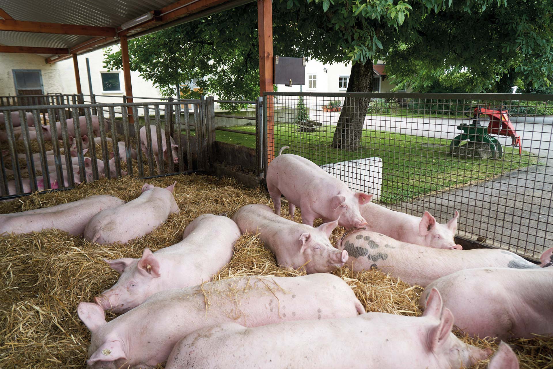 Schweine auf dem Hofglück-Schweinehof