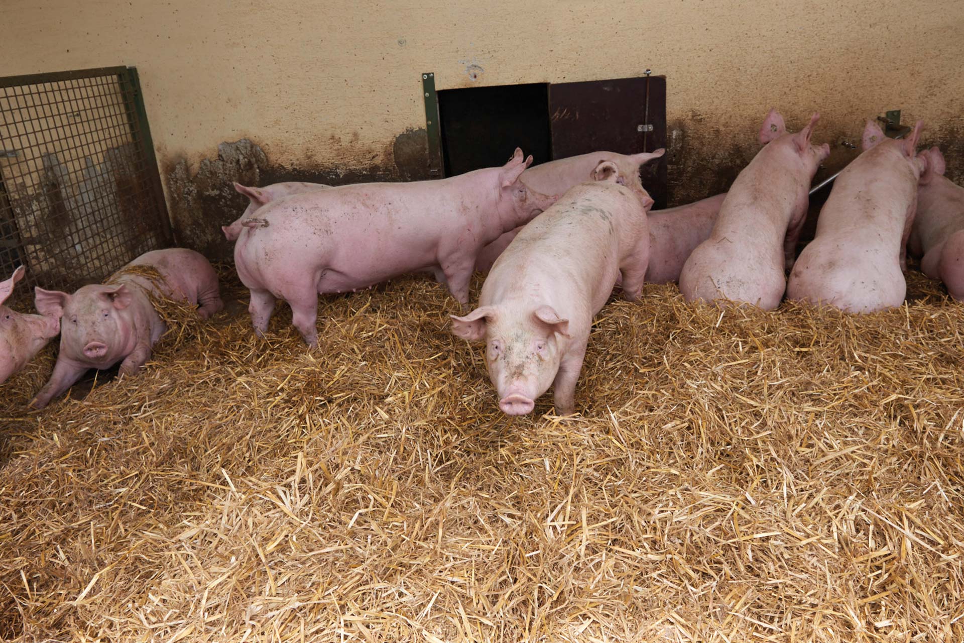 Schweine auf dem Hofglück-Schweinehof