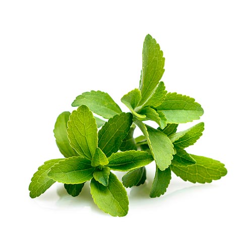 Stevia Warenkunde 500x500 Neu