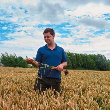 Der Landwirt prüft sein Getreide