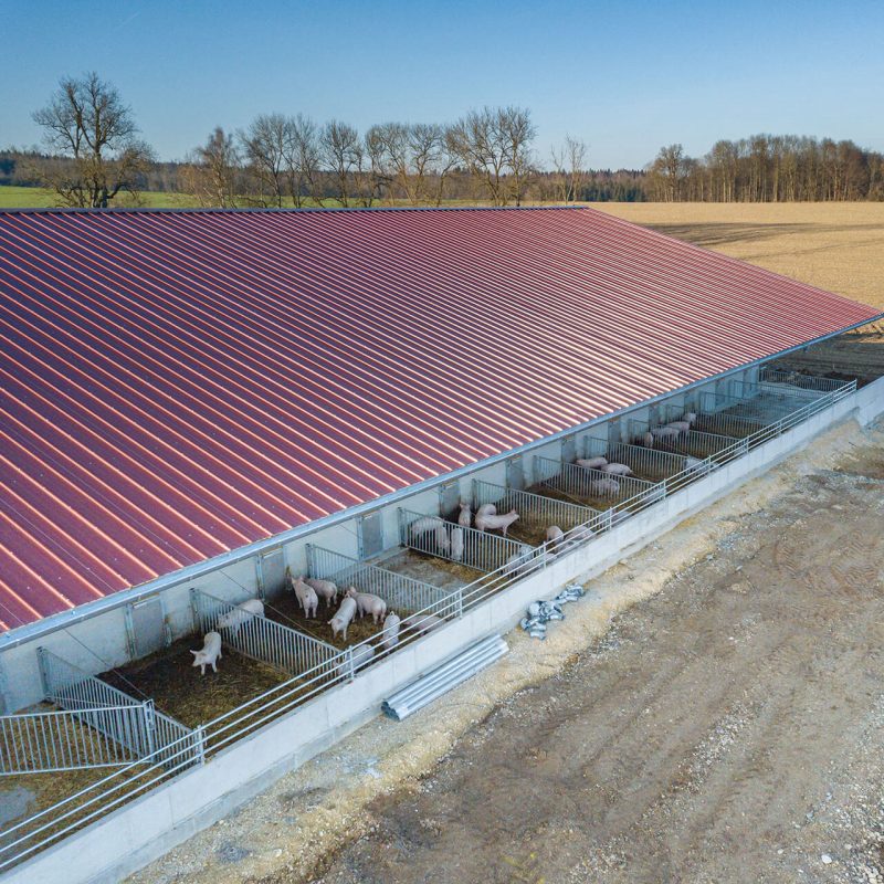 Nach und nach ziehen die Schweine in den von Grund auf neu gebauten Stall um. Dieser verfügt ringsherum über Auslaufbereiche mit frischem Stroh.