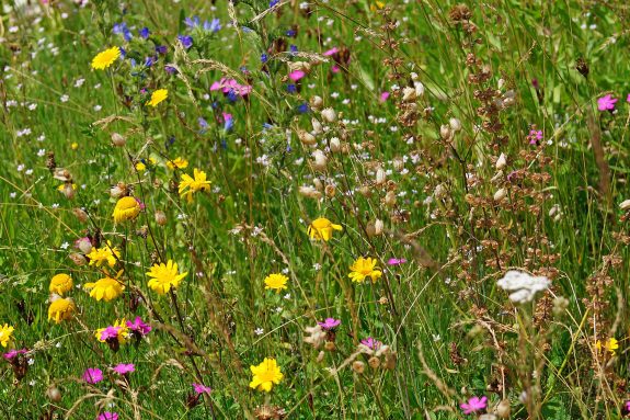 Eine große Heuwiese mit vielen heimischen Wildpflanzen