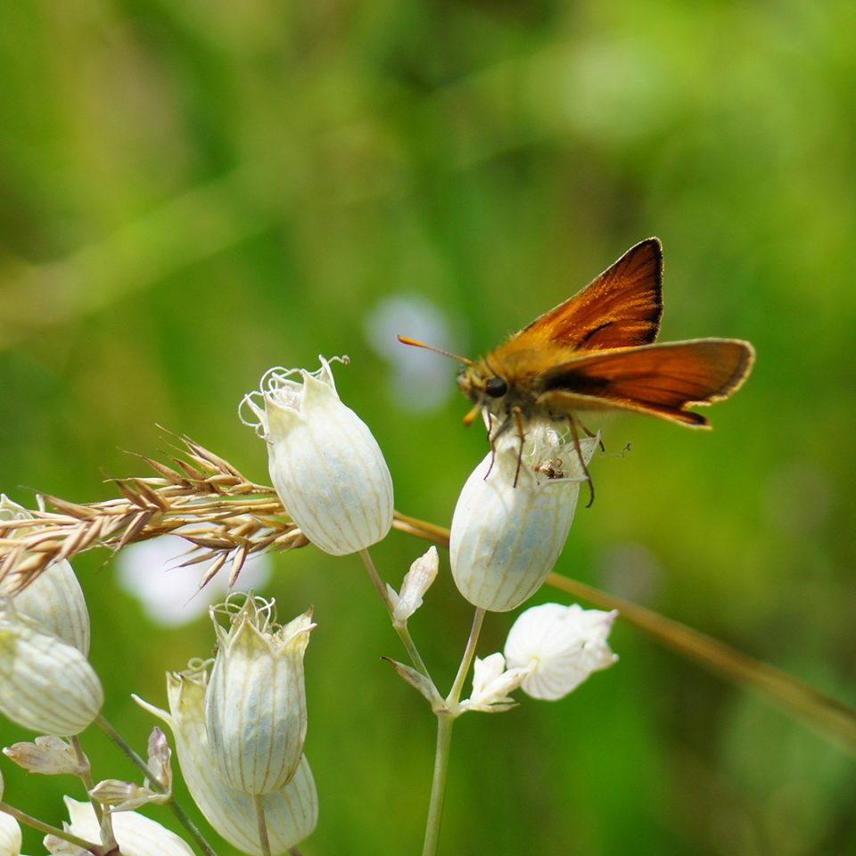 Viele Wildbienenarten haben es auf das Blüten- und Pollenangebot heimischer Wildpflanzen abgesehen