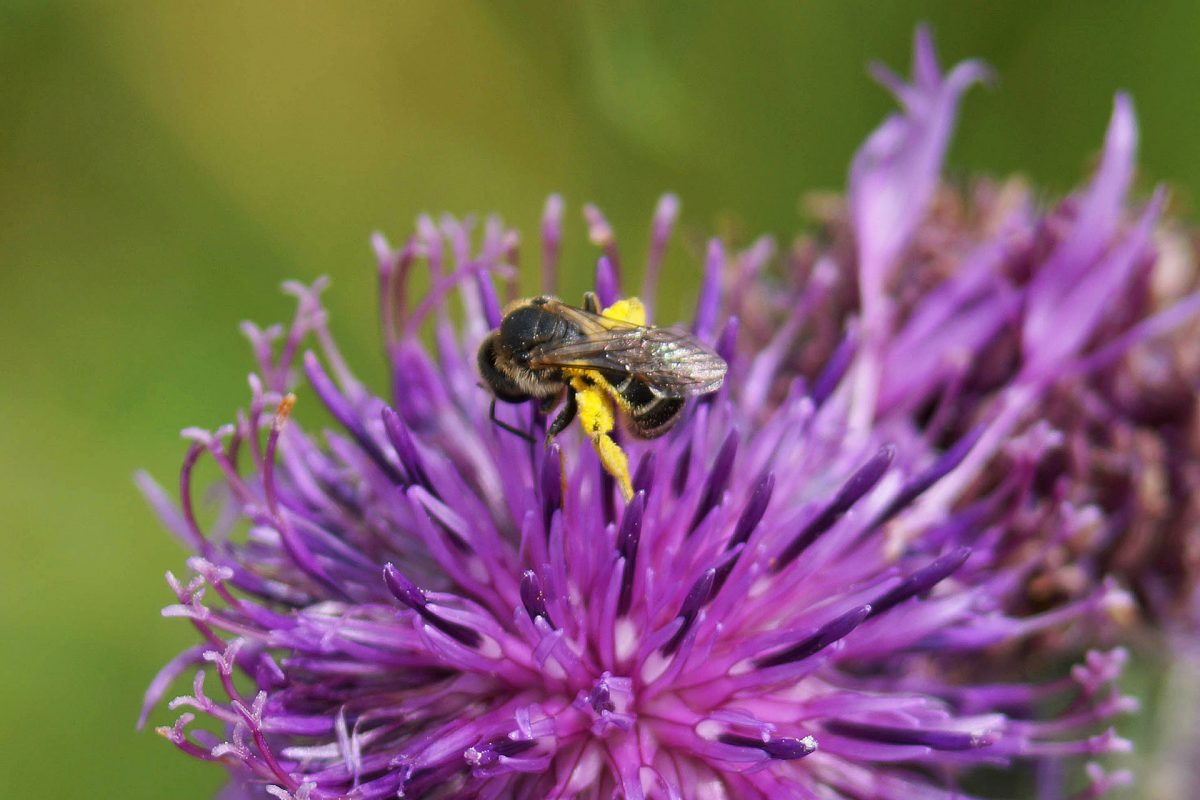 Eine Furchenbiene besucht die Blüte der Tauben-Skabiose