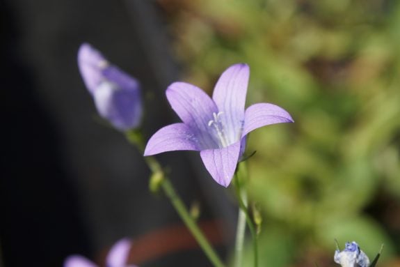 Die Glockenblume ist eine Nektarquelle für viele Wildbienenarten