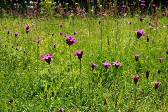 Knaeuelglockenblume auf einer großen Wiese