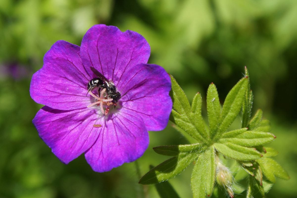 Eine Scherenbiene beim Nektar sammeln an der Blüte eines Storchenschnabels