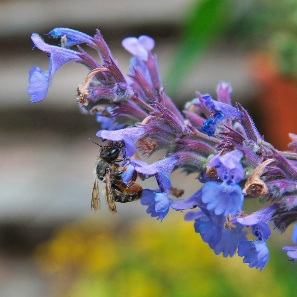 Eine Wildbiene beim Nektar sammeln an der Blüte der Natternkopf-Pflanze