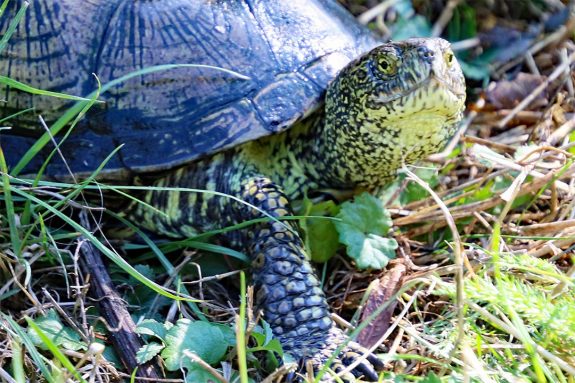 Europäische Sumpfschildkröte an Land