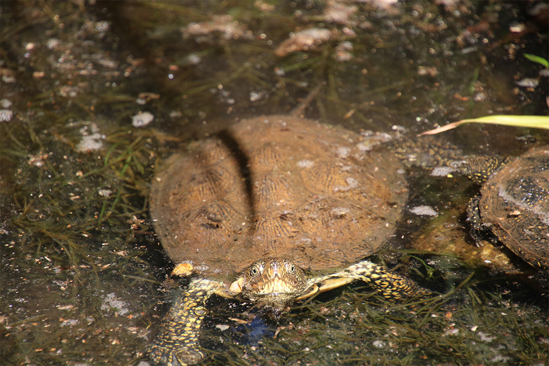 Eine Europäische Sumpfschildkröte im Wasser.