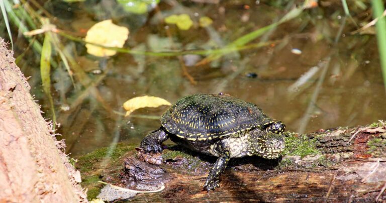 Sumpfschildkröten-Biotop Zoo Karlsruhe