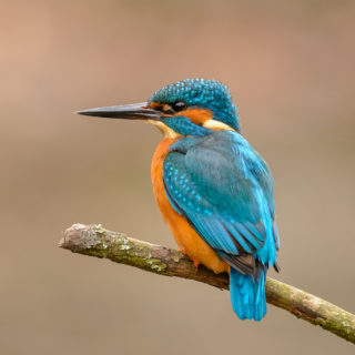 Naturschutz Projekte In Der Region Gesucht Stoerer 1000x1000