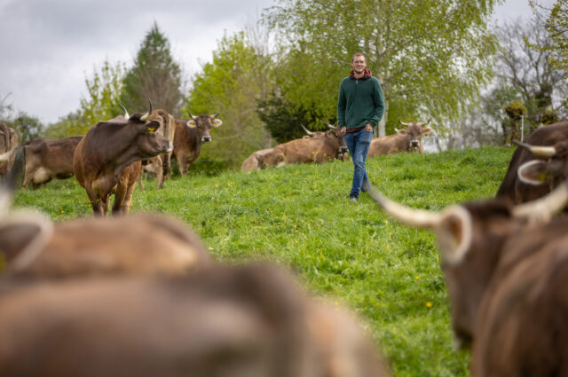 Rund 40 Milchkühe leben auf dem Ährenhof und dürfen von April bis November täglich auf die Weide.