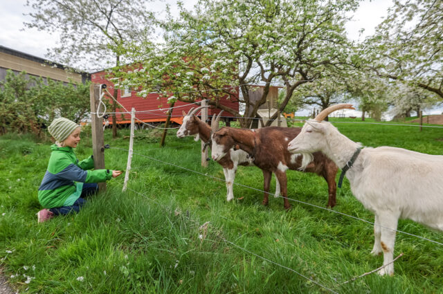 Auf dem Ährenhof gibt es auch einige Ziegen. Ida füttert sie gerne mit frischen Blättern.