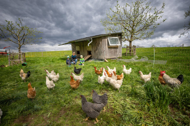Der Hühnerstall ist fahrbar und wird regelmäßig umgestellt. So haben die Hühner immer frisches Grün unter den Füßen.
