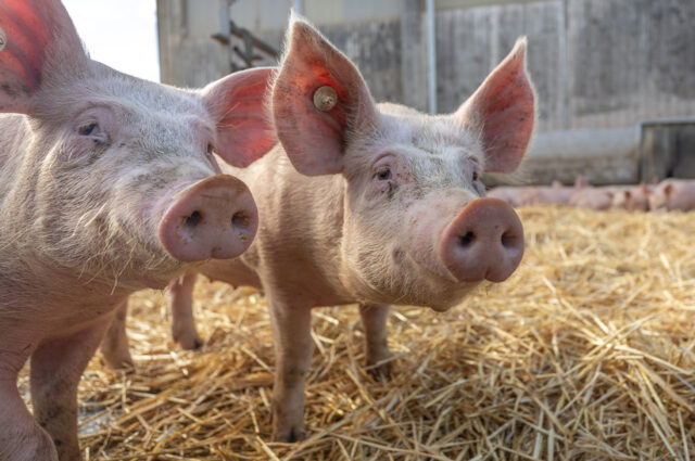 Im Auslaufbereich haben die Schweine viel Platz und Stroh als Beschäftigungsmaterial zur Verfügung.